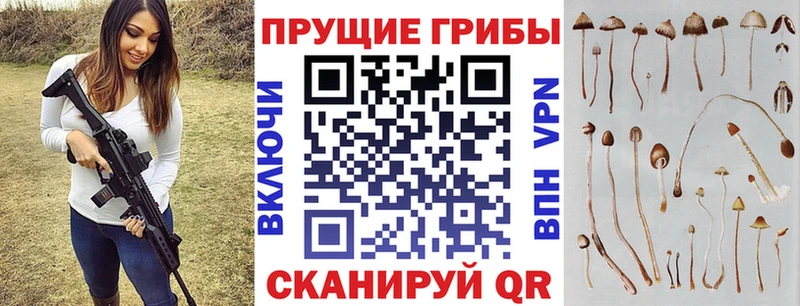 купить закладку  Каменка  нарко площадка клад  Галлюциногенные грибы Psilocybine cubensis 